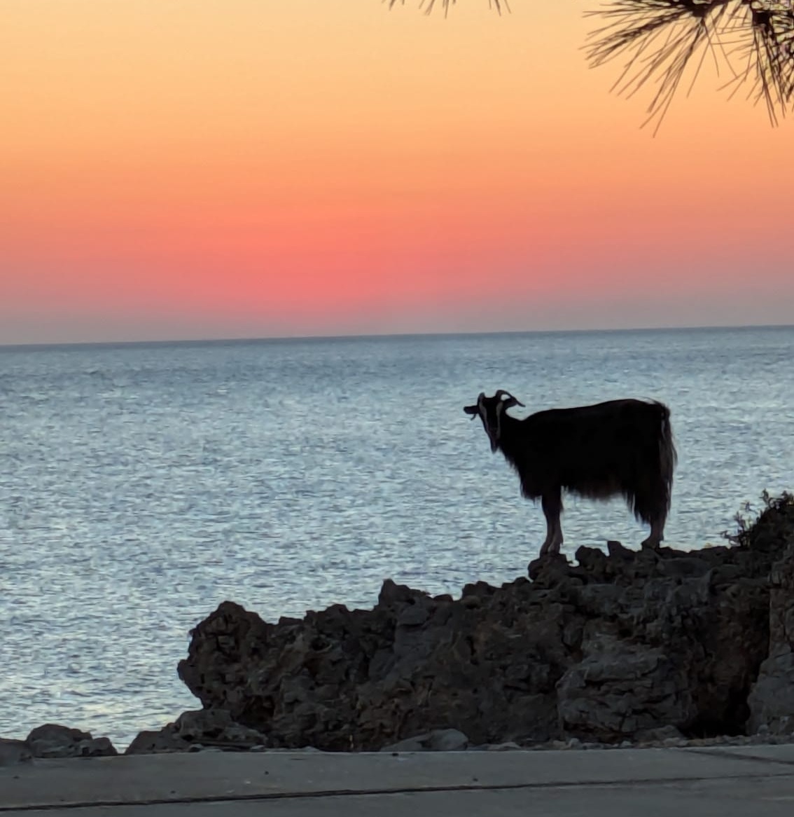 Tavolo di un ristorante con bouganville e vista sul mare di Karpathos